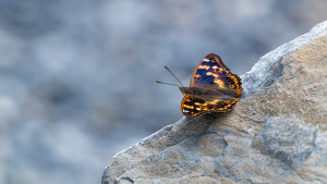 apatura ilia petit mars changeant forme orange clytie apatura ilia petit mars changeant forme orange clytie