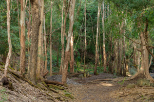 parc national de riviere noire parc national de riviere noire