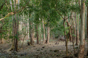 parc national de riviere noire parc national de riviere noire