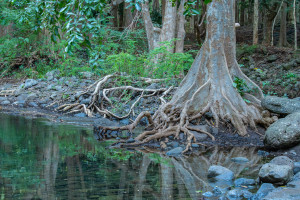 parc national de riviere noire parc national de riviere noire