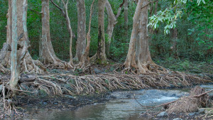 parc national de riviere noire parc national de riviere noire