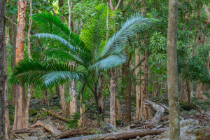 parc national de riviere noire parc national de riviere noire