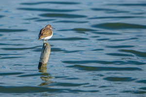 actitis hypoleucos chevalier guignette actitis hypoleucos chevalier guignette