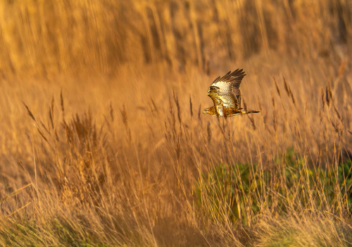 buteo buteo buse variable buteo buteo buse variable