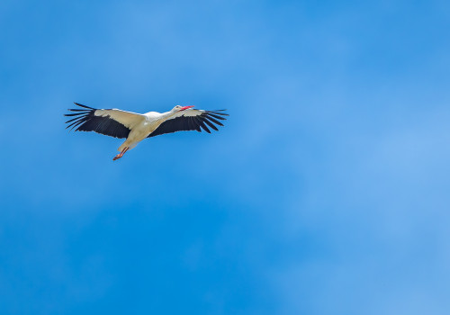 ciconia ciconia cigogne blanche ciconia ciconia cigogne blanche