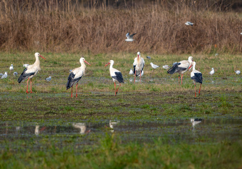 ciconia ciconia cigogne blanche ciconia ciconia cigogne blanche