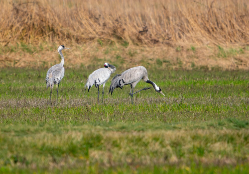grus grus grue cendree grus grus grue cendree