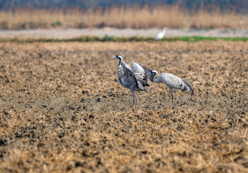 grus grus grue cendree grus grus grue cendree