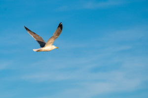 larus argentatus goeland argente larus argentatus goeland argente