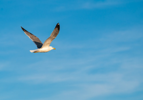 larus argentatus goeland argente larus argentatus goeland argente