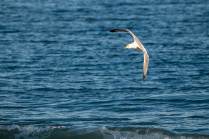 larus argentatus goeland argente larus argentatus goeland argente