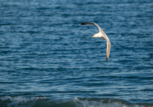 larus argentatus goeland argente larus argentatus goeland argente