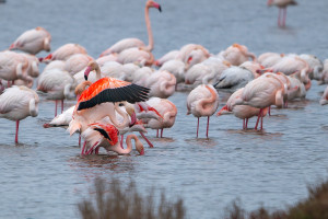 phoenicopterus roseus flamant rose phoenicopterus roseus flamant rose