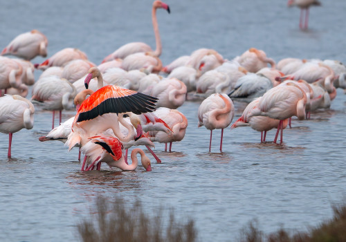 phoenicopterus roseus flamant rose phoenicopterus roseus flamant rose