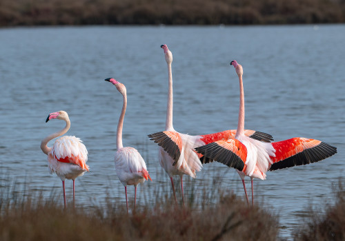 phoenicopterus roseus flamant rose phoenicopterus roseus flamant rose