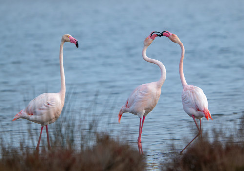 phoenicopterus roseus flamant rose phoenicopterus roseus flamant rose