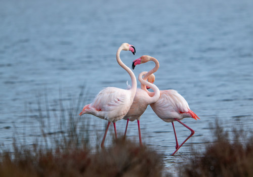 phoenicopterus roseus flamant rose phoenicopterus roseus flamant rose