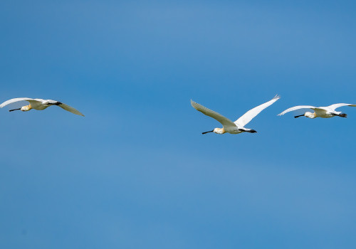 platalea leucorodia spatule blanche platalea leucorodia spatule blanche
