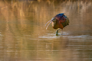 plegadis falcinellus ibis falcinelle plegadis falcinellus ibis falcinelle