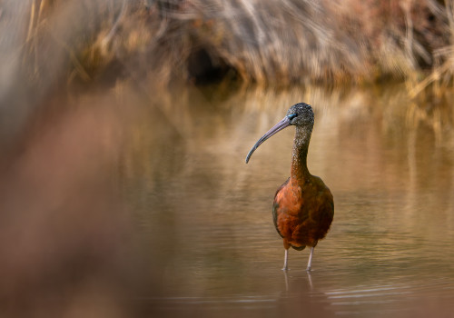 plegadis falcinellus ibis falcinelle plegadis falcinellus ibis falcinelle