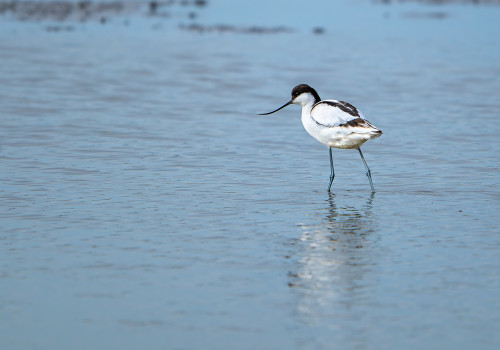 recurvirostra avosetta avocette elegante recurvirostra avosetta avocette elegante