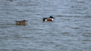 spatula clypeata le canard souchet spatula clypeata le canard souchet