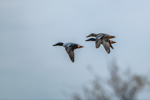 spatula clypeata le canard souchet spatula clypeata le canard souchet