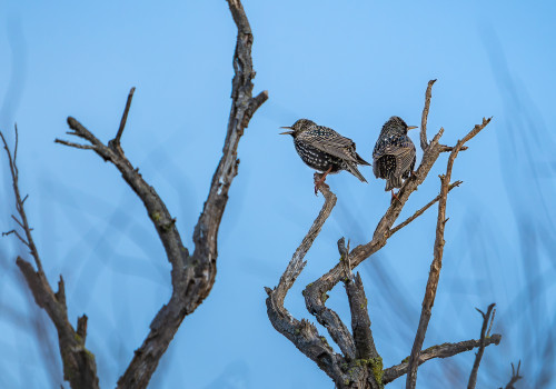 sturnus vulgaris etourneau sansonnet sturnus vulgaris etourneau sansonnet