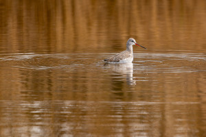 tringa erythropus chevalier arlequin tringa erythropus chevalier arlequin