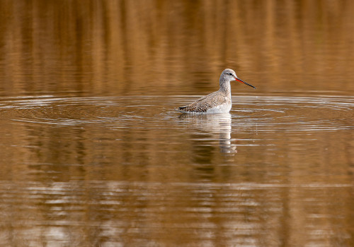 tringa erythropus chevalier arlequin tringa erythropus chevalier arlequin
