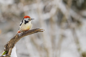 dendrocoptes medius pic mar dendrocoptes medius pic mar