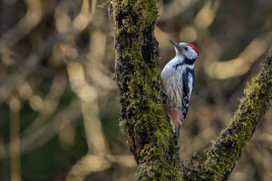 dendrocoptes medius pic mar dendrocoptes medius pic mar