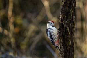 dendrocoptes medius pic mar dendrocoptes medius pic mar