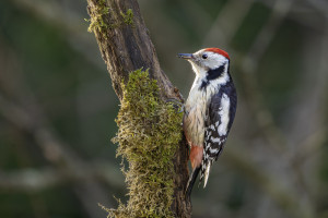 dendrocoptes medius pic mar dendrocoptes medius pic mar