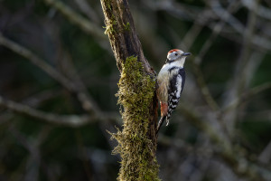 dendrocoptes medius pic mar dendrocoptes medius pic mar