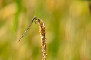 platycnemis acutipennis agrion orange femelle platycnemis acutipennis agrion orange femelle