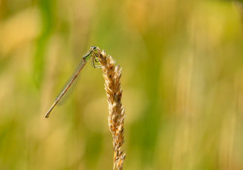 platycnemis acutipennis   agrion orange femelle