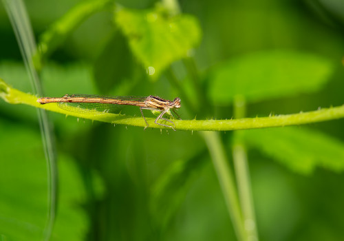 platycnemis acutipennis   agrion orange femelle