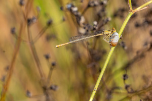 platycnemis acutipennis agrion orange femelle platycnemis acutipennis agrion orange femelle