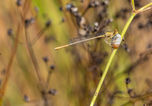 platycnemis acutipennis   agrion orange femelle