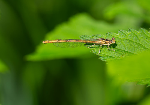 platycnemis acutipennis   agrion orange femelle