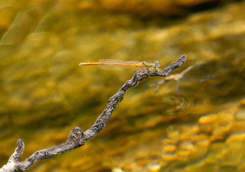 platycnemis acutipennis   agrion orange male