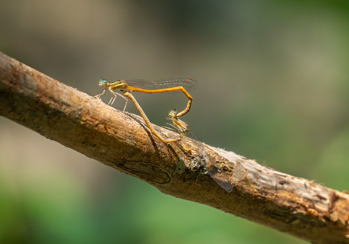 platycnemis acutipennis coeur copulatoire