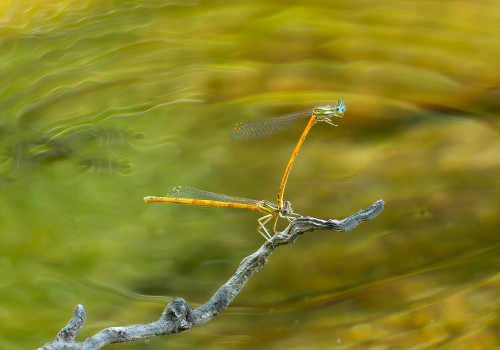 platycnemis acutipennis tandem