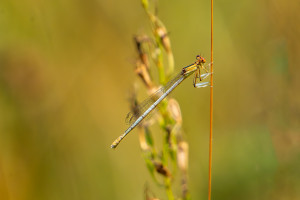platycnemis latipes agrion blanchatre femelle platycnemis latipes agrion blanchatre femelle