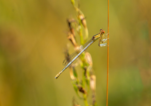 platycnemis latipes   agrion blanchatre femelle