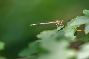 platycnemis latipes agrion blanchatre femelle platycnemis latipes agrion blanchatre femelle