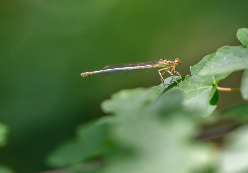 platycnemis latipes   agrion blanchatre femelle