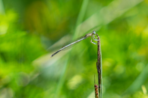 platycnemis latipes agrion blanchatre male platycnemis latipes agrion blanchatre male