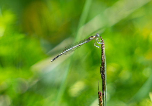 platycnemis latipes   agrion blanchatre male